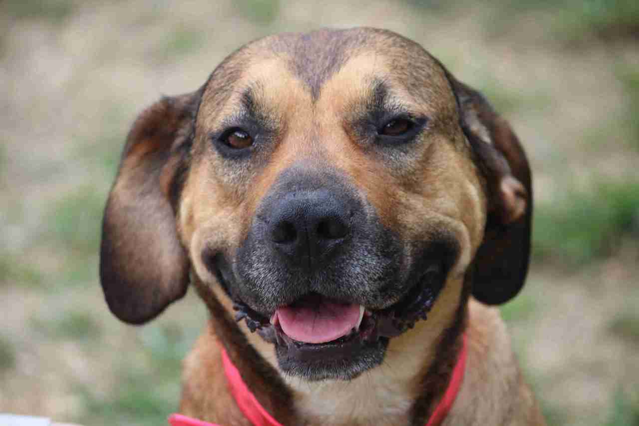 Operation Paws for Homes - Seville1.jpeg
